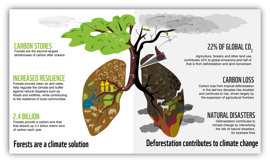 Forest as a climate solution.